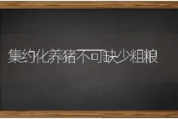 集约化养猪不可缺少粗粮