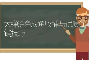 大弹涂鱼成鱼收捕与保质促销技巧