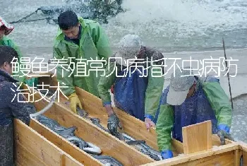 鳗鱼养殖常见病指环虫病防治技术