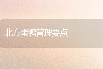 北方蛋鸭管理要点