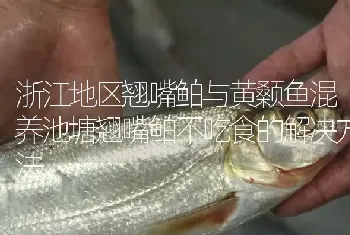 浙江地区翘嘴鲌与黄颡鱼混养池塘翘嘴鲌不吃食的解决方法