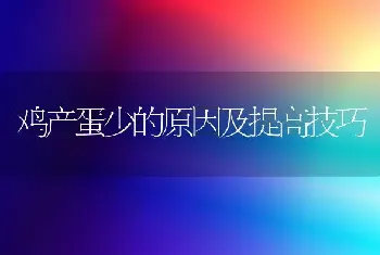 鸡产蛋少的原因及提高技巧