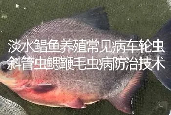 淡水鲳鱼养殖常见病车轮虫斜管虫鳃鞭毛虫病防治技术