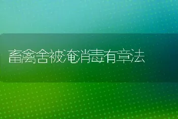 畜禽舍被淹消毒有章法