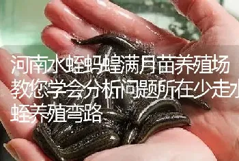 河南水蛭蚂蝗满月苗养殖场教您学会分析问题所在少走水蛭养殖弯路