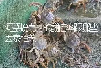 河蟹蜕壳时的翻倍率跟哪些因素相关