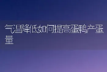 气温降低如何提高蛋鸭产蛋量