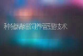 种猪精细饲养管理技术