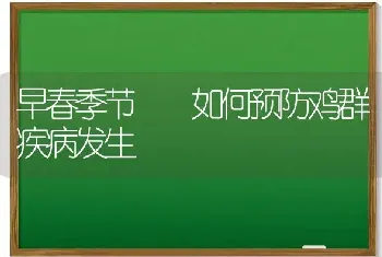 早春季节  如何预防鸡群疾病发生