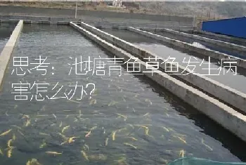 思考：池塘青鱼草鱼发生病害怎么办?