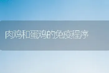 肉鸡和蛋鸡的免疫程序