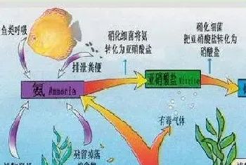 水产养殖户一旦看懂这张图就再不用为调水发愁了