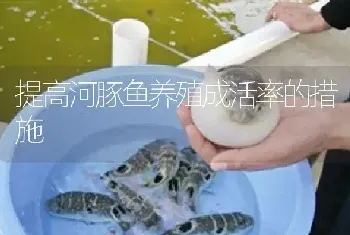 提高河豚鱼养殖成活率的措施