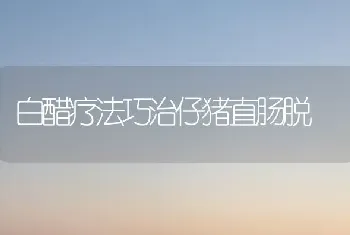 白醋疗法巧治仔猪直肠脱