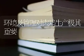 环境及管理对肉鸡生产极其重要