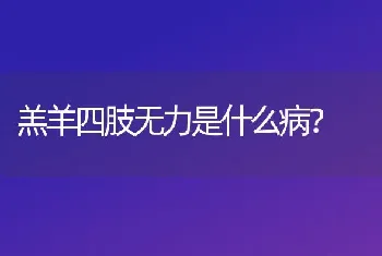 羔羊四肢无力是什么病?