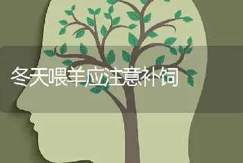 冬天喂羊应注意补饲