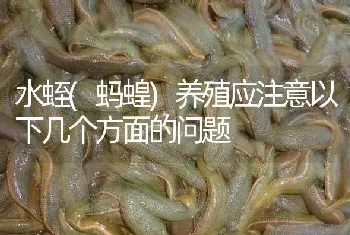 水蛭(蚂蝗)养殖应注意以下几个方面的问题