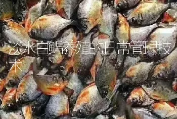 淡水白鲳养殖的日常管理技术