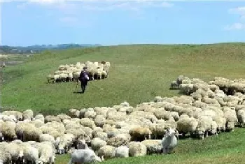 肉羊四季放牧管理及注意事项