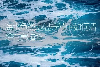 海水鱼类港温养殖中如何清除有害植物