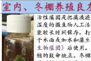 微藻净化水质的效果如何才能最大化?这三个条件少不了！