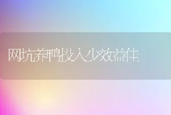 网坑养鸭投入少效益佳