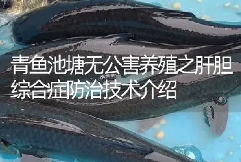 青鱼池塘无公害养殖之肝胆综合症防治技术介绍