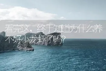 看完这,终于知道为什么养不好小龙虾了吗?