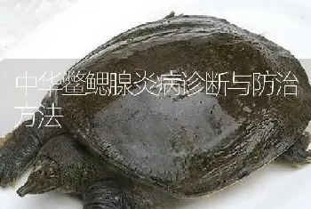 中华鳖鳃腺炎病诊断与防治方法