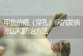 甲鱼疥疮(穿孔)病的发病原因和防治方法