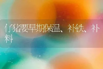 仔猪要早期保温、补铁、补料