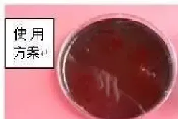 靓底+虾多宝/倍生源组合强效抑制对虾塘弧菌效果展示