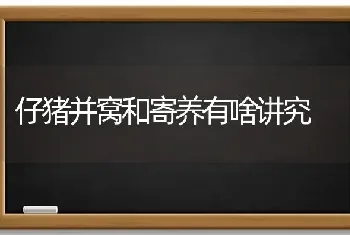 仔猪并窝和寄养有啥讲究