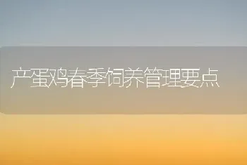 产蛋鸡春季饲养管理要点