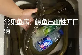 常见鱼病：鳗鱼出血性开口病