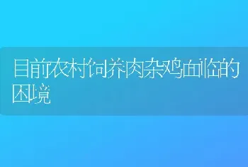 目前农村饲养肉杂鸡面临的困境