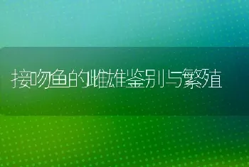 接吻鱼的雌雄鉴别与繁殖