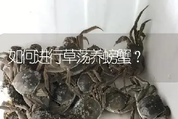 如何进行草荡养螃蟹?