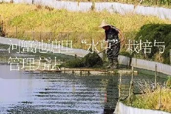 河蟹池塘里“水草”栽培与管理方法