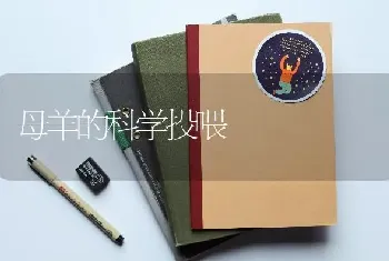 母羊的科学投喂