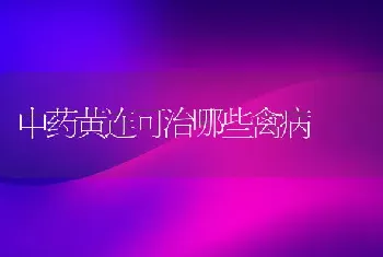 中药黄连可治哪些禽病