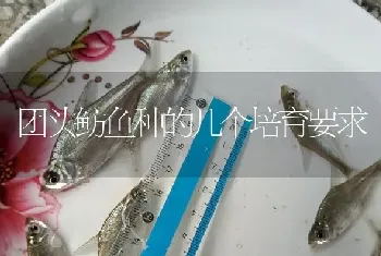 团头鲂鱼种的几个培育要求