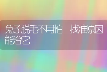 兔子脱毛不用怕 找准原因能治它