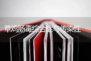 草鸡肠毒综合症与传染性