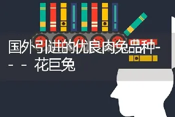 国外引进的优良肉兔品种---花巨兔