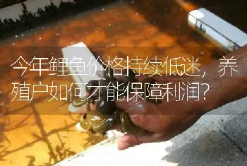 今年鲤鱼价格持续低迷,养殖户如何才能保障利润?