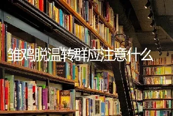 雏鸡脱温转群应注意什么