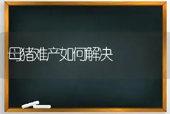 母猪难产如何解决