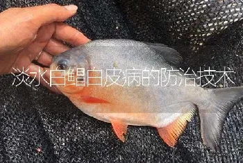 淡水白鲳白皮病的防治技术